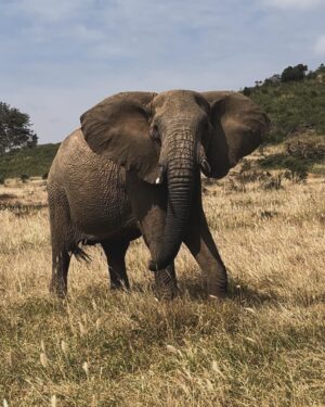 Lily James Instagram - I am proud to support @spaceforgiants ‘Protect their Pathways’ Campaign this World Elephant Day. 
 
During my time with the SFG team, I learned how many threats elephants face from habitat loss to that forces them to compete for resources and the land they call home. Without urgent protection, we risk losing them forever.
Your support - no matter how big or small - can make a real difference in protecting these incredible creatures. 

Link in my bio 

Thank you so much x