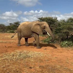Lily James Instagram - I am proud to support @spaceforgiants ‘Protect their Pathways’ Campaign this World Elephant Day. 
 
During my time with the SFG team, I learned how many threats elephants face from habitat loss to that forces them to compete for resources and the land they call home. Without urgent protection, we risk losing them forever.
Your support - no matter how big or small - can make a real difference in protecting these incredible creatures. 

Link in my bio 

Thank you so much x