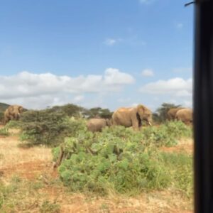 Lily James Instagram - I am proud to support @spaceforgiants ‘Protect their Pathways’ Campaign this World Elephant Day. 
 
During my time with the SFG team, I learned how many threats elephants face from habitat loss to that forces them to compete for resources and the land they call home. Without urgent protection, we risk losing them forever.
Your support - no matter how big or small - can make a real difference in protecting these incredible creatures. 

Link in my bio 

Thank you so much x