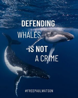 Lina Esco Instagram - Protecting whales is not just a responsibility—it’s a moral imperative. Whales are one of our greatest allies in the fight against climate change, and hunting them shouldn’t even be an option. Paul Watson, a true guardian of these magnificent creatures, now faces charges that could imprison him for up to 15 years if extradited to Japan. His detention has been extended until September 5th. The stakes have never been higher, and we need your support more than ever. Comment a 🐋 to receive urgent calls to action from @bodhi_patil and join @captainpaulwatson to #freepaulwatson 🌊

“Paul Watson has been denied the basic right to defend himself with evidence while enduring degrading treatment that is more fitting for a convicted criminal than a man yet to have his day in court. The Ministry of Justice must act swiftly to end this travesty” - Jonas Christoffersen, Defence Lawyer 

What message do we want to leave for future generations?

Join us and be on the right side of history 💙

📸 @poemaduprel 

#oceandefenders #whalerights #blueplanet