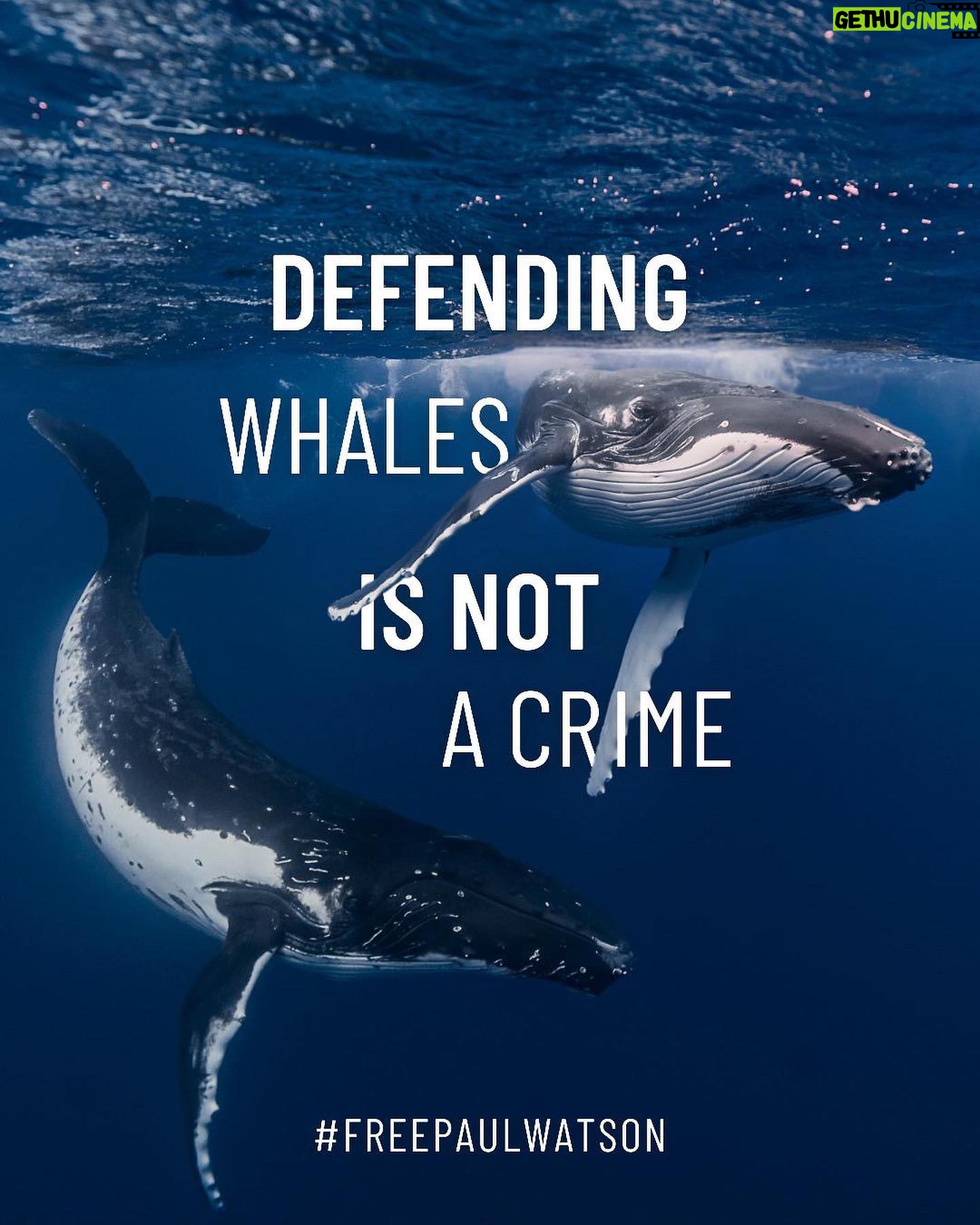 Lina Esco - 23.1K Likes - Protecting whales is not just a responsibility—it’s a moral imperative. Whales are one of our greatest allies in the fight against climate change, and hunting them shouldn’t even be an option. Paul Watson, a true guardian of these magnificent creatures, now faces charges that could imprison him for up to 15 years if extradited to Japan. His detention has been extended until September 5th. The stakes have never been higher, and we need your support more than ever. Comment a 🐋 to receive urgent calls to action from @bodhi_patil and join @captainpaulwatson to #freepaulwatson 🌊
“Paul Watson has been denied the basic right to defend himself with evidence while enduring degrading treatment that is more fitting for a convicted criminal than a man yet to have his day in court. The Ministry of Justice must act swiftly to end this travesty” - Jonas Christoffersen, Defence Lawyer
What message do we want to leave for future generations?
Join us and be on the right side of history 💙
📸 @poemaduprel
#oceandefenders #whalerights #blueplanet