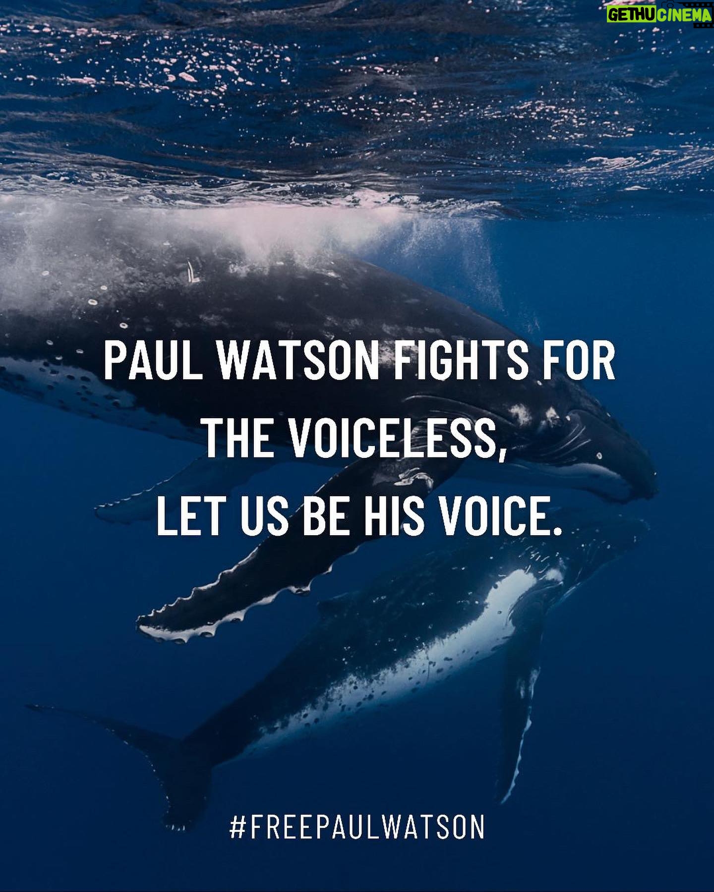 Lina Esco - 23.1K Likes - Protecting whales is not just a responsibility—it’s a moral imperative. Whales are one of our greatest allies in the fight against climate change, and hunting them shouldn’t even be an option. Paul Watson, a true guardian of these magnificent creatures, now faces charges that could imprison him for up to 15 years if extradited to Japan. His detention has been extended until September 5th. The stakes have never been higher, and we need your support more than ever. Comment a 🐋 to receive urgent calls to action from @bodhi_patil and join @captainpaulwatson to #freepaulwatson 🌊
“Paul Watson has been denied the basic right to defend himself with evidence while enduring degrading treatment that is more fitting for a convicted criminal than a man yet to have his day in court. The Ministry of Justice must act swiftly to end this travesty” - Jonas Christoffersen, Defence Lawyer
What message do we want to leave for future generations?
Join us and be on the right side of history 💙
📸 @poemaduprel
#oceandefenders #whalerights #blueplanet