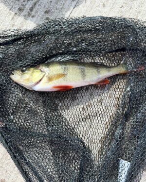 Linni Meister Instagram - Mor og sønn på fishing🎣🫶🏼 Storkoste oss, da vi startet med å fisket i regn og vind, men så endte det opp med å bli sol, og abbor på kroken til, Dennis Michael🎣🥳 Det gjorde virkelig godt for kropp og sjel å fiske med sønnen min🫶🏼 Ingenting smaker bedre en selvfisket fisk👌🏽 Minner for livet🥹🎣🫶🏼 (Se mer på Snappen min💛)