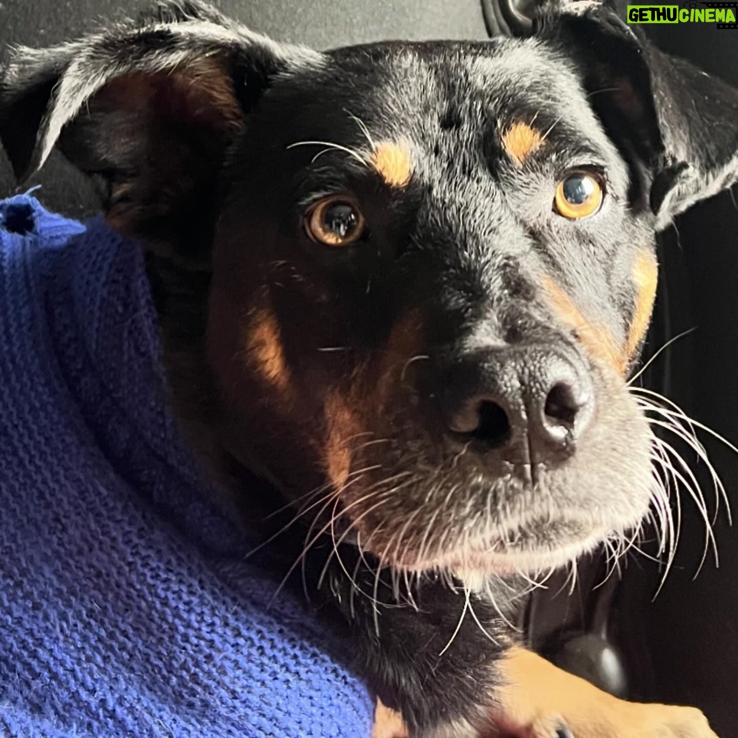 Lisette Morelos - 775 Likes - Hola!
Ayer estaba lloviendo fuerte y estaba muy asustado, tenía temperatura y hambre, pero Lisette, Rigo e Inés vinieron a rescatarme.
Ahora estoy en busca de un hogar temporal o permanente, soy talla mediana, demasiado guapo y bueno, no ladro, soy muy limpio y muy tranquilo. Como muy bien y soy extremadamente cariñoso, aunque todavía tengo miedo.
El veterinario a donde me llevaron ayer a revisar dice que tengo aprox entre 4 y 5 años, por favor ayúdame a encontrar a una familia que me ame y me cuide como me merezco. 😇
#adoptanocompres #adopta