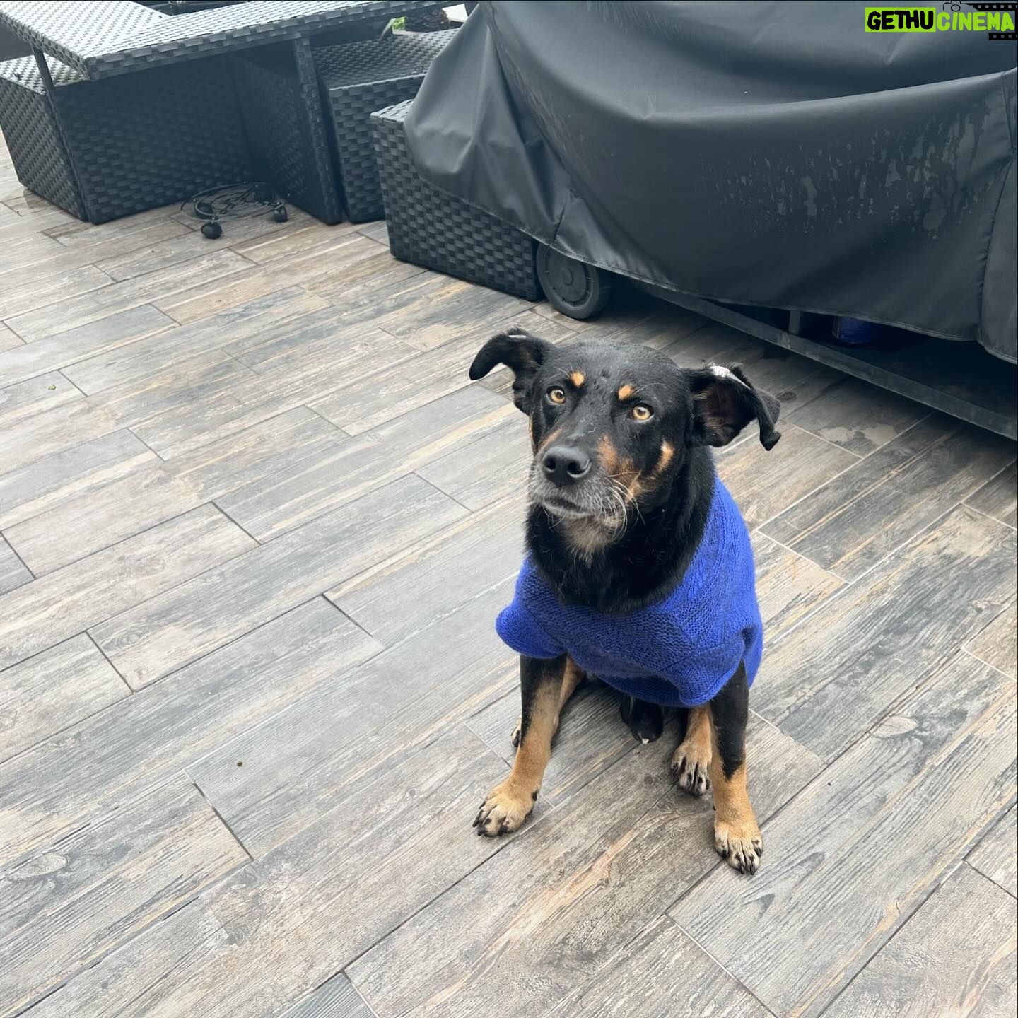 Lisette Morelos - 775 Likes - Hola!
Ayer estaba lloviendo fuerte y estaba muy asustado, tenía temperatura y hambre, pero Lisette, Rigo e Inés vinieron a rescatarme.
Ahora estoy en busca de un hogar temporal o permanente, soy talla mediana, demasiado guapo y bueno, no ladro, soy muy limpio y muy tranquilo. Como muy bien y soy extremadamente cariñoso, aunque todavía tengo miedo.
El veterinario a donde me llevaron ayer a revisar dice que tengo aprox entre 4 y 5 años, por favor ayúdame a encontrar a una familia que me ame y me cuide como me merezco. 😇
#adoptanocompres #adopta