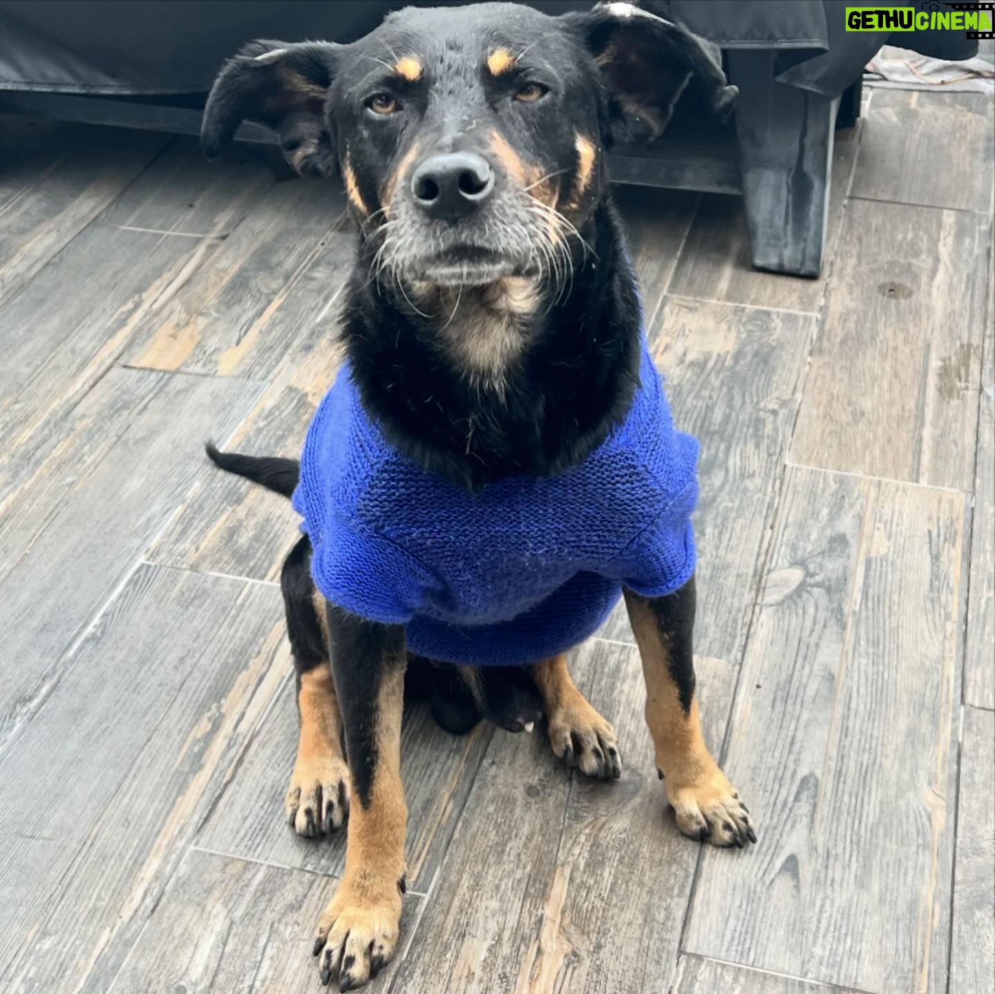 Lisette Morelos - 775 Likes - Hola!
Ayer estaba lloviendo fuerte y estaba muy asustado, tenía temperatura y hambre, pero Lisette, Rigo e Inés vinieron a rescatarme.
Ahora estoy en busca de un hogar temporal o permanente, soy talla mediana, demasiado guapo y bueno, no ladro, soy muy limpio y muy tranquilo. Como muy bien y soy extremadamente cariñoso, aunque todavía tengo miedo.
El veterinario a donde me llevaron ayer a revisar dice que tengo aprox entre 4 y 5 años, por favor ayúdame a encontrar a una familia que me ame y me cuide como me merezco. 😇
#adoptanocompres #adopta