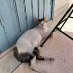Lola Le Lann