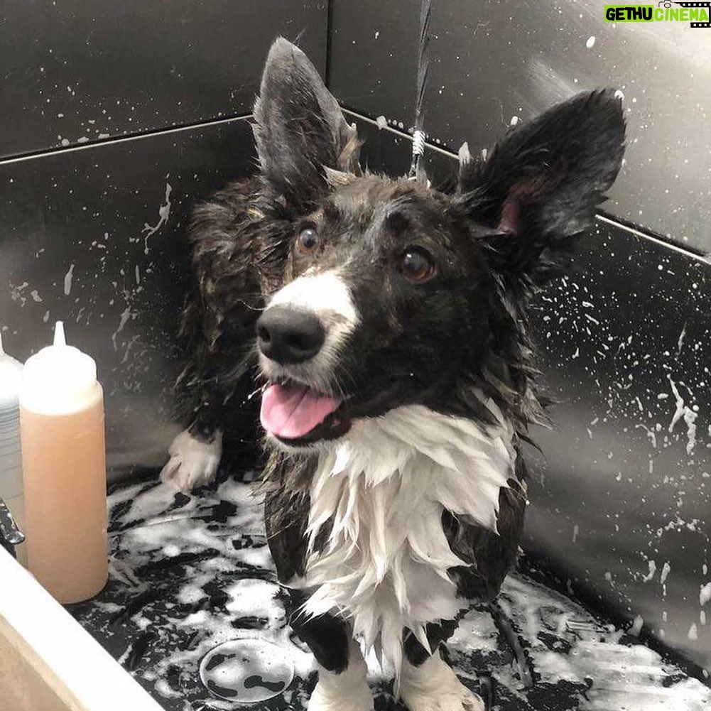 Luís Esparteiro - 1.8K Likes - Banho tomado, pelo tratado, unhas cortadas, estão lindas e perfumadas. #ladypepperthecorgi #doglovers #family