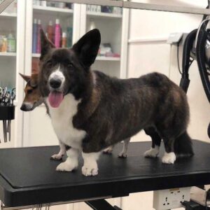Luís Esparteiro Instagram - Banho tomado, pelo tratado, unhas cortadas, estão lindas e perfumadas. #ladypepperthecorgi #doglovers #family