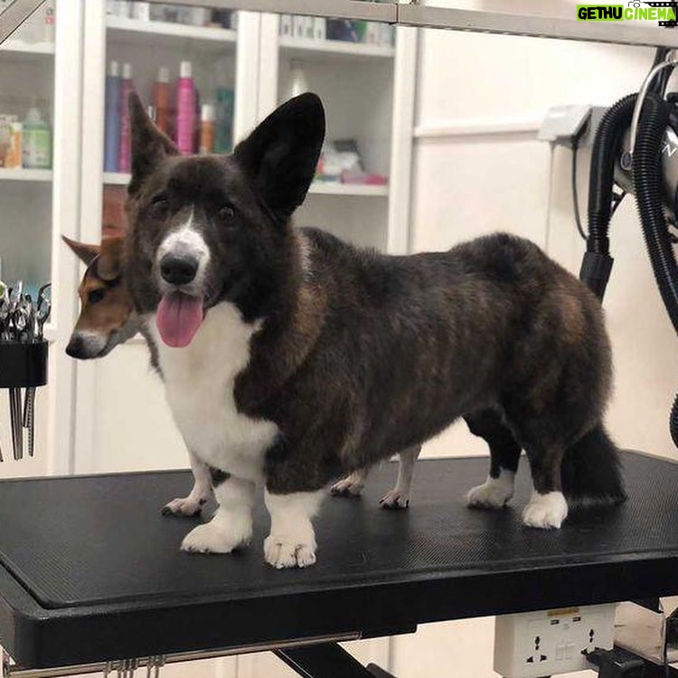 Luís Esparteiro - 1.8K Likes - Banho tomado, pelo tratado, unhas cortadas, estão lindas e perfumadas. #ladypepperthecorgi #doglovers #family