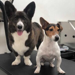 Luís Esparteiro Instagram - Banho tomado, pelo tratado, unhas cortadas, estão lindas e perfumadas. #ladypepperthecorgi #doglovers #family