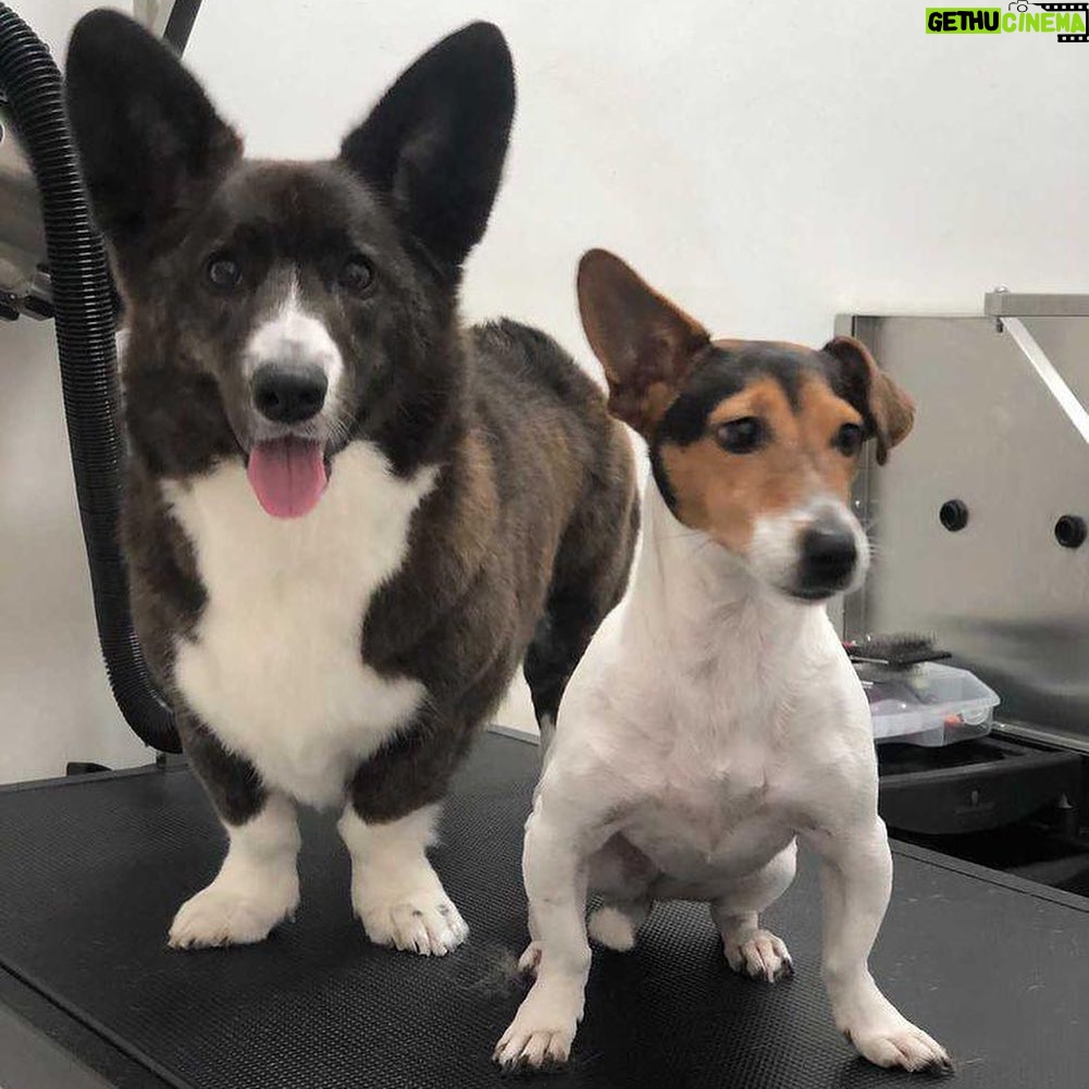 Luís Esparteiro - 1.8K Likes - Banho tomado, pelo tratado, unhas cortadas, estão lindas e perfumadas. #ladypepperthecorgi #doglovers #family