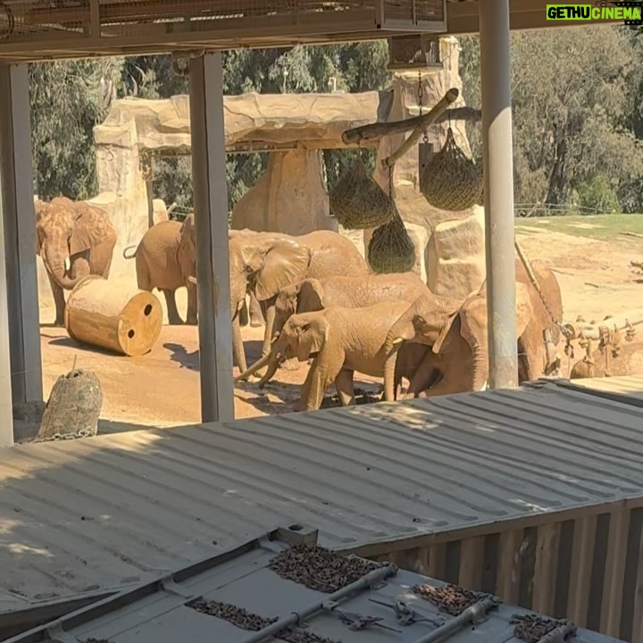 Lukas Gage - 39.1K Likes - we bought a zoo @sdzsafaripark @sandiegozoo 🐘