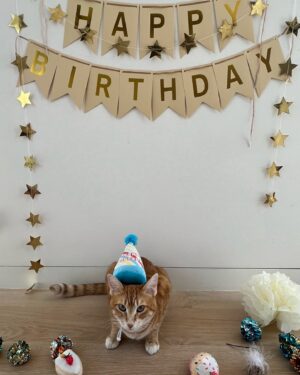 Lupita Nyong'o Instagram - Go Yoyo! It’s yo birthday! 💖🐈🎂 

Please join me in wishing him a very happy 3rd birthday! 🎁 #Yoyoyyo #ChildlessCatLady