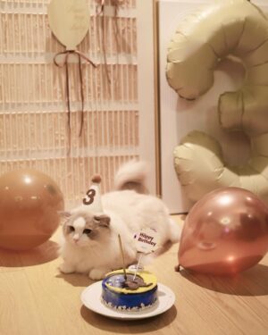 Ma Kwok-Ming Instagram - Our little baby tino had his 3rd birthday party ytd, many thanks to all the jeh jeh who came and celebrated with him❣️
We want nothing but for u to grow up healthy and happy❤️ love you my tintin boy and ariel baby girl ❤️