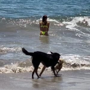 Maggie Q Instagram - Happy Place. 🌊🐬🐳