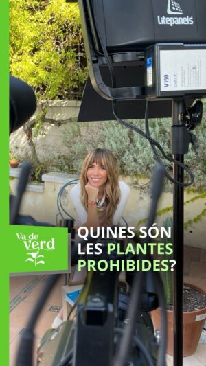 María Gómez Instagram - 😵‍💫🍃 Heu sentit mai parlar de les plantes prohibides? Benjamín de Loenen, director de la fundació @weareiceers, explica les més comunes a #Vadeverd.

▶️ Recupera el programa presentat per @maria.gomezg a rtveplay.cat