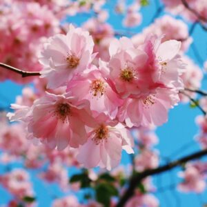 Marie Kondo Instagram - These Sakura - or cherry blossoms – spark such joy for me! They're the national flower of Japan, and since they typically bloom in Spring, they also represent a fresh, new beginning. I love seeing them bloom every year! 🌸 Photos by @ievaslyfe and @shabbystacy.