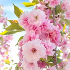 Marie Kondo Instagram - These Sakura - or cherry blossoms – spark such joy for me! They're the national flower of Japan, and since they typically bloom in Spring, they also represent a fresh, new beginning. I love seeing them bloom every year! 🌸 Photos by @ievaslyfe and @shabbystacy.