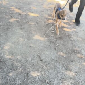 Mark Grossman Instagram - Happy birthday, Oakley! I can’t believe he’s already a year old. He came into my life when he was about 3 months. Some jackass left him on the side of the road(see pic) before someone brought him to @wagmorpets I’m glad to give him the home he deserves. Here’s to many more years and adventures ya handsome little dude 🐶