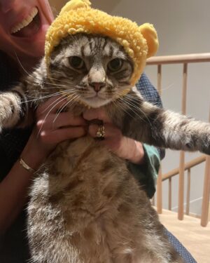 Mark Ruffalo Instagram - Celebrating #InternationalCatDay in style 🐱