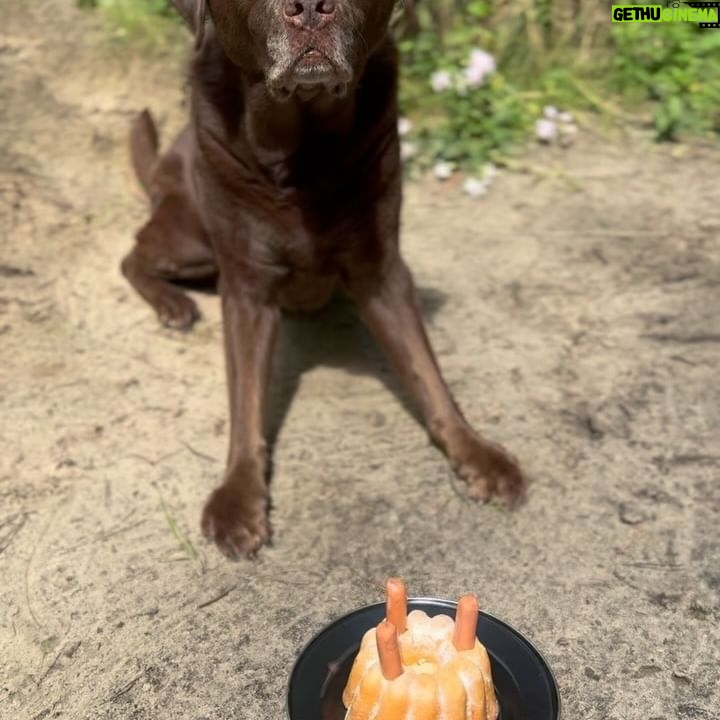 Martin Rudloff - 50.2K Likes - HAPPY BIRTHDAY Maya ❤️🎁🎊
13 Jahre jung geworden und wie es sich gehört ein Kuchen für dich ganz allein 💝 mit Wurstkerzen 😄