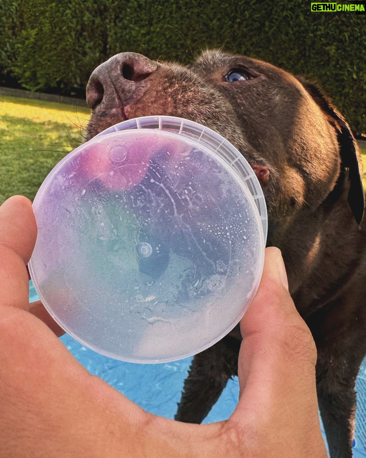 Martin Rudloff - 21K Likes - Ein XXL-Trinknapf, Schatten und Eisreste auslecken. Ein perfekter Tag mit Maya bei extremer Hitze.Jeder weiss wie diese enormen Temperaturen auf seinen Organismus wirkt.... jetzt stell dir vor du hast Fell 😵💫!!
