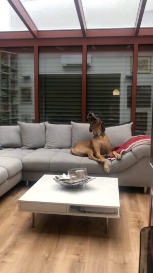 Martin Zounar Instagram - Zkouška sirén😂👍🐕