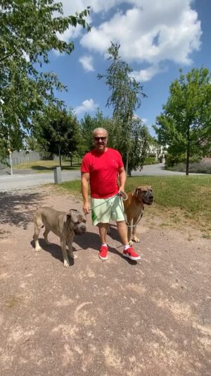 Martin Zounar Instagram - Zdravím 🐕🐕Co se říká nemusí být pravda😂😂😂😂👍👍 #osepsypodleveroniky #vychovapsa #vycvikpnlinepsipskola #veronikaakimerlin #sa #pejskar #stenapsitrenertko #milujemepsy #laskanacelyzivot #laskakepsum #propejskare #psipsycholog #psiskola # #pozitivka #pespritelcloveka #psitrenink #treninkpsu #trenerpsu #Celebrity #MartinZounproblemysepsem #pozitivnimetody #stene #vychovastenete #pes #psy #ar #Herec #CzechMan #CzechRepublic @onlinepsiskolaofficial