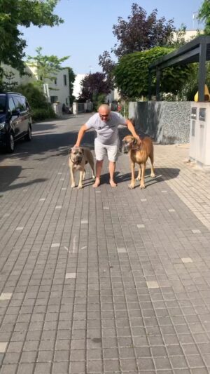 Martin Zounar Instagram - Páli páli páli😅😅😅😅😅😅😅😅😅😅😅🐕🐕 #onlinepsipskola #veronikaakimerlin #sepsypodleveroniky #vychovapsa #vycvikpsa #pejskar #stenapsitrenertko #milujemepsy #laskanacelyzivot #laskakepsum #propejskare #psipsycholog #psiskola # #pozitivka #pespritelcloveka #psitrenink #treninkpsu #trenerpsu #Celebrity #MartinZounproblemysepsem #pozitivnimetody #stene #vychovastenete #pes #psy #ar #Herec #CzechMan #CzechRepublic