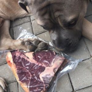 Martin Zounar Instagram - Fík čeká na svoji odměnu za nádherný divadelní výkon😂🐕🥩#canecorso #dvanahatychlapi #thebeststeak #blazinecnataliri @fik_canecorso @divadlometro @grilcentrumweber.cz