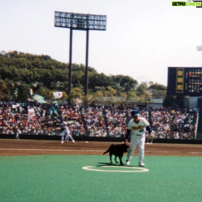 Masanori Hata - 5.5K Likes - イチローさんが日本でプレイした、最後の年の開幕戦、ムツさんがオリックスの始球式に登場しました。マウンドのムツさんにボールを運んだのはラブラドールのラブ。練習のかいあって、スムーズに連携することができました。仰木監督と親しくお付き合をさせていただいていたことがきっかけでしたが、ムツさん、楽しく大切な思い出になった、と後日語ってくれました。なんとこの日のためにユニフォームもつくっていただいたんです😆
ムツさんと共にうつっているのは656カメラマンのツンタでした。
#ムツゴロウの656 #はたまさのり #むつごろうさん #オリックス #しきゅうしき