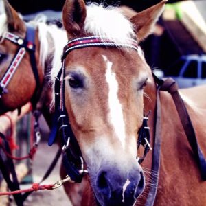 Masanori Hata Instagram - イタリア北部でであったハーフリンガー系の馬たち。暮らしとともに馬の文化がしっかり息づいていました。小さな馬友だちと乗っているムツさん、てい鉄を眺めるムツさん、嬉しそうです🎵#ムツゴロウの656 #はたまさのり #むつごろうさん #zoologist #writer #horsemanship
