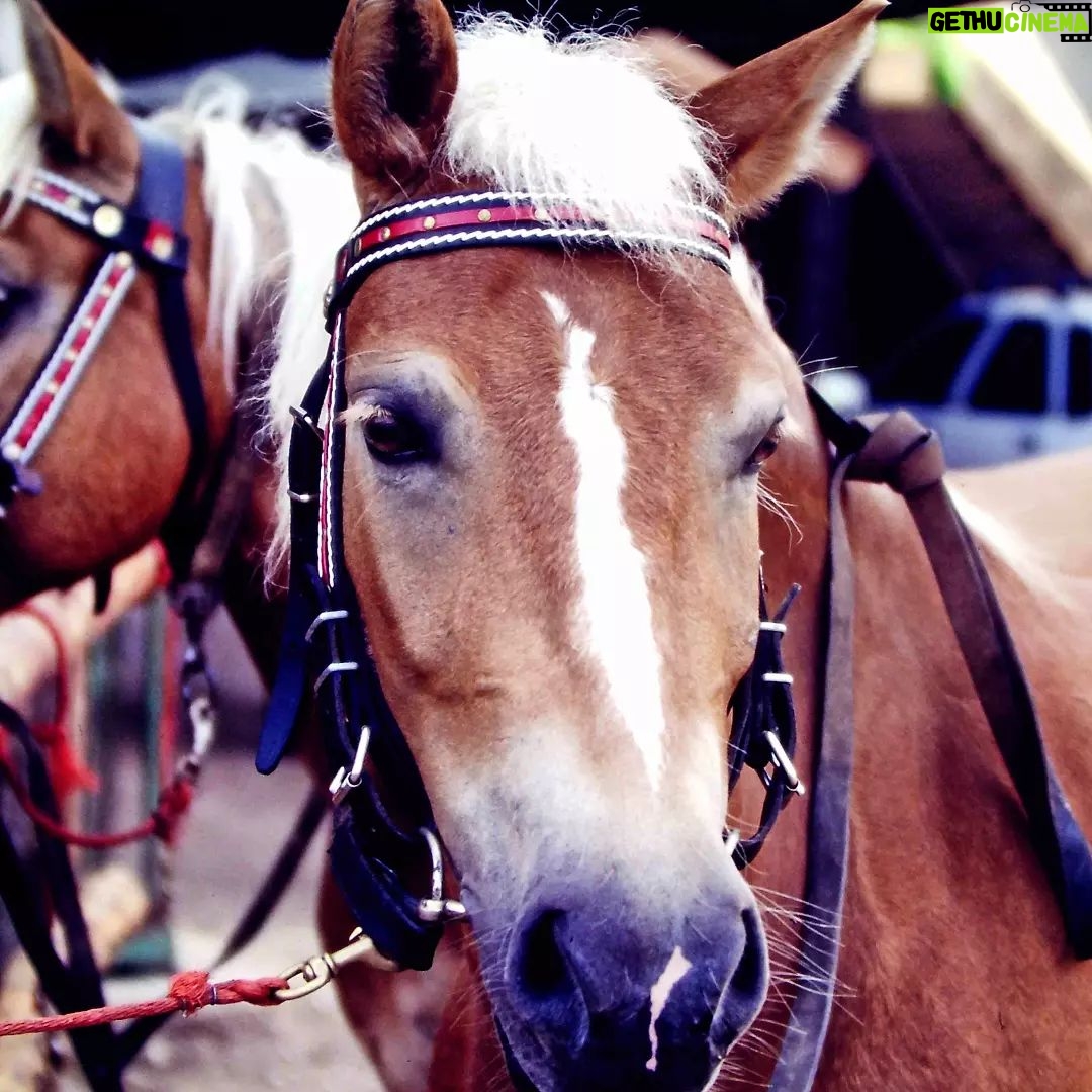Masanori Hata - 5K Likes - イタリア北部でであったハーフリンガー系の馬たち。暮らしとともに馬の文化がしっかり息づいていました。小さな馬友だちと乗っているムツさん、てい鉄を眺めるムツさん、嬉しそうです🎵#ムツゴロウの656 #はたまさのり #むつごろうさん #zoologist #writer #horsemanship