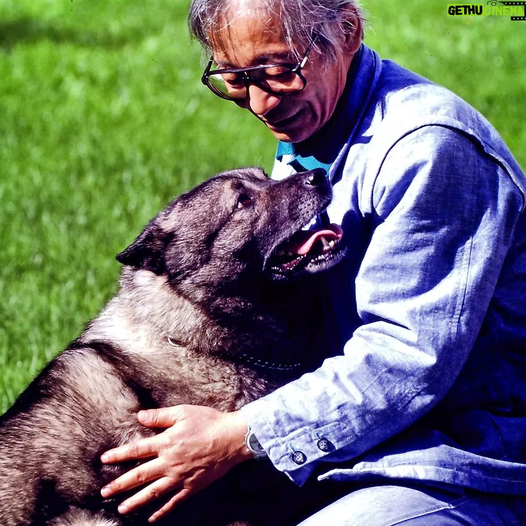 Masanori Hata - 4.3K Likes - 忠誠心が高く、賢いエルクハウンド。家畜を守る犬たちは外からきた初対面の人に慣れるまで時間がかかることが多いのですが、ムツさんとはすぐに打ち解けてしまいました。見上げる瞳が素敵です🐾 #ムツゴロウの656 #はたまさのり #むつごろうさん #zoologist #writer #friendofanimals #norway🇳🇴
