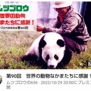 Masanori Hata Instagram - 第９０回 世界の動物なかまたちに感謝！
2022/10/29 20時公開
オオカミと犬の違いを知りたくてアラスカにでかけたムツさん、現地の動物園でオオカミを1日中眺めていたところ、飼育員の女性に声をかけられます。あなたは普通の人じゃないですね😆そして彼女のオオカミたちをさわらせてもらえたのでした🐾四川省のパンダ研究所ではなんと生後2日目の赤ちゃんパンダを抱かせてもらったり…そんな幸せな出会いをつくってくださったみなさんに感謝の心をこめて❤️の回です。ぜひご覧ください🐼
#ムツゴロウの656 #はたまさのり#むつごろうさん #zoologist #writer #friendofanimals #panda