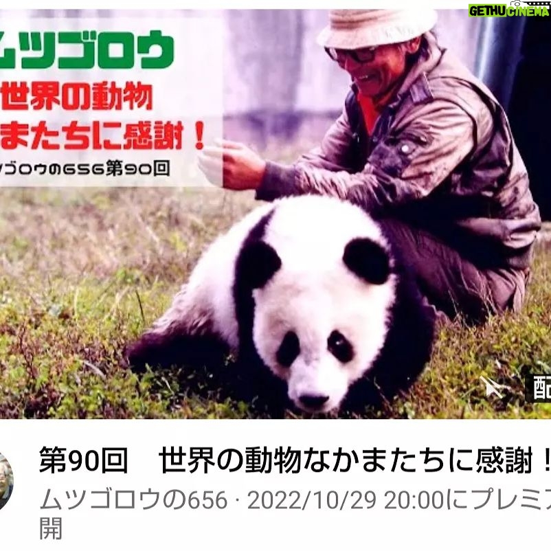 Masanori Hata - 4.1K Likes - 第90回 世界の動物なかまたちに感謝!
2022/10/29 20時公開
オオカミと犬の違いを知りたくてアラスカにでかけたムツさん、現地の動物園でオオカミを1日中眺めていたところ、飼育員の女性に声をかけられます。あなたは普通の人じゃないですね😆そして彼女のオオカミたちをさわらせてもらえたのでした🐾四川省のパンダ研究所ではなんと生後2日目の赤ちゃんパンダを抱かせてもらったり…そんな幸せな出会いをつくってくださったみなさんに感謝の心をこめて❤️の回です。ぜひご覧ください🐼
#ムツゴロウの656 #はたまさのり#むつごろうさん #zoologist #writer #friendofanimals #panda