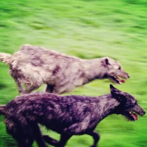 Masanori Hata Instagram - アイリッシュウルフハウンド第２段🐾アイルランドの野原で走り回るムツさんとウルフハウンドたち😍アイリッシュウルフの故郷、訪ねてみたくなりますね✨犬たちだけでなくムツさんも楽しそうです😆 #ムツゴロウの656 #はたまさのり #むつごろうさん #大型犬 #zoologist #friendofanimals #irishwolfhound