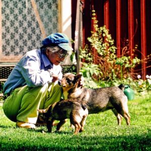 Masanori Hata Instagram - スウェーデンで出会ったヴァルフント🐾古くから農家を助けて牛追いを手伝っている犬種だそうです。ムツさんとコミニュケーションをとっている仔を見てもちゃんと人の言うことを聞こうとしている姿勢がつたわってきます。賢いんですね！世界で出会った犬友だちシリーズです😆🌎️ #ムツゴロウの656 #はたまさのり #むつごろうさん #zoologist #writer #friendofanimals  #sweden