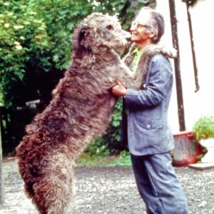Masanori Hata Instagram - アイルランドを訪ねたムツさん、アイリッシュウルフハウンドたちに会いました🐾全犬種の中、体高は一番、と言われるだけあり、２枚目ご覧ください😲動物王国にもいましたが身体だけでなく心も豊かに大きく素晴らしい犬種ですよね😆❤️最後はウルフハウンドまみれになって遊ぶムツさんでした😄#ムツゴロウの656 #はたまさのり #むつごろうさん #zoologist #writer #friendofanimals #irishwolfhound