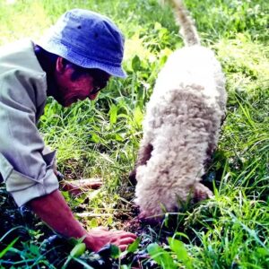 Masanori Hata Instagram - イタリアで出会ったトリュフ犬のラゴット🐾すぐれた嗅覚を持つ犬種ということで、この日も立派なトリュフを発見してくれました。そのあとご馳走になったトリュフオムレツは絶品だったそうです😆クルクルの毛に覆われたラゴット、かわいいですよね💕#ムツゴロウの656 #はたまさのり #むつごろうさん #zoologist #writer #friendofanimals #italy