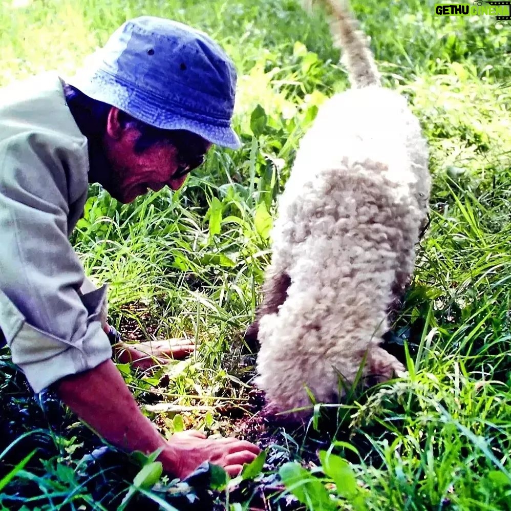 Masanori Hata - 4.5K Likes - イタリアで出会ったトリュフ犬のラゴット🐾すぐれた嗅覚を持つ犬種ということで、この日も立派なトリュフを発見してくれました。そのあとご馳走になったトリュフオムレツは絶品だったそうです😆クルクルの毛に覆われたラゴット、かわいいですよね💕#ムツゴロウの656 #はたまさのり #むつごろうさん #zoologist #writer #friendofanimals #italy