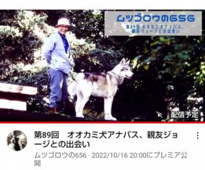 Masanori Hata Instagram - 第８９回 オオカミ犬アナバス、親友ジョージとの出会い
2022/10/16 20時公開
アラスカへ取材旅行に出かけたムツさん、現地の新聞で
ハイブリッドウルフアソシエーション🐺の広告を発見します。これは行かなくては！💡と思っているとなんとアンカレッジの町でその団体の行進に出くわします。オオカミ犬アナバスと、その飼い主ジョージとの出会いのおはなしです。#ムツゴロウの656 #はたまさのり 9むつごろうさん #zoologist #writer #alaska #anchorage