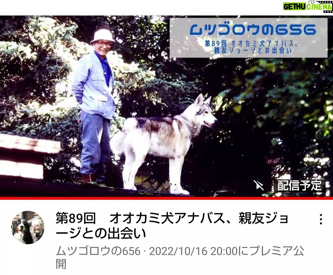 Masanori Hata - 5K Likes - 第89回 オオカミ犬アナバス、親友ジョージとの出会い
2022/10/16 20時公開
アラスカへ取材旅行に出かけたムツさん、現地の新聞で
ハイブリッドウルフアソシエーション🐺の広告を発見します。これは行かなくては!💡と思っているとなんとアンカレッジの町でその団体の行進に出くわします。オオカミ犬アナバスと、その飼い主ジョージとの出会いのおはなしです。#ムツゴロウの656 #はたまさのり 9むつごろうさん #zoologist #writer #alaska #anchorage