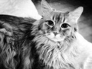 Masatoshi Nagase Instagram - ⁡
⁡
HBD  My Son
⁡
⁡
from M.Nagase
⁡
⁡
⁡
#17
#cat #愛猫 #癒し
⁡
⁡