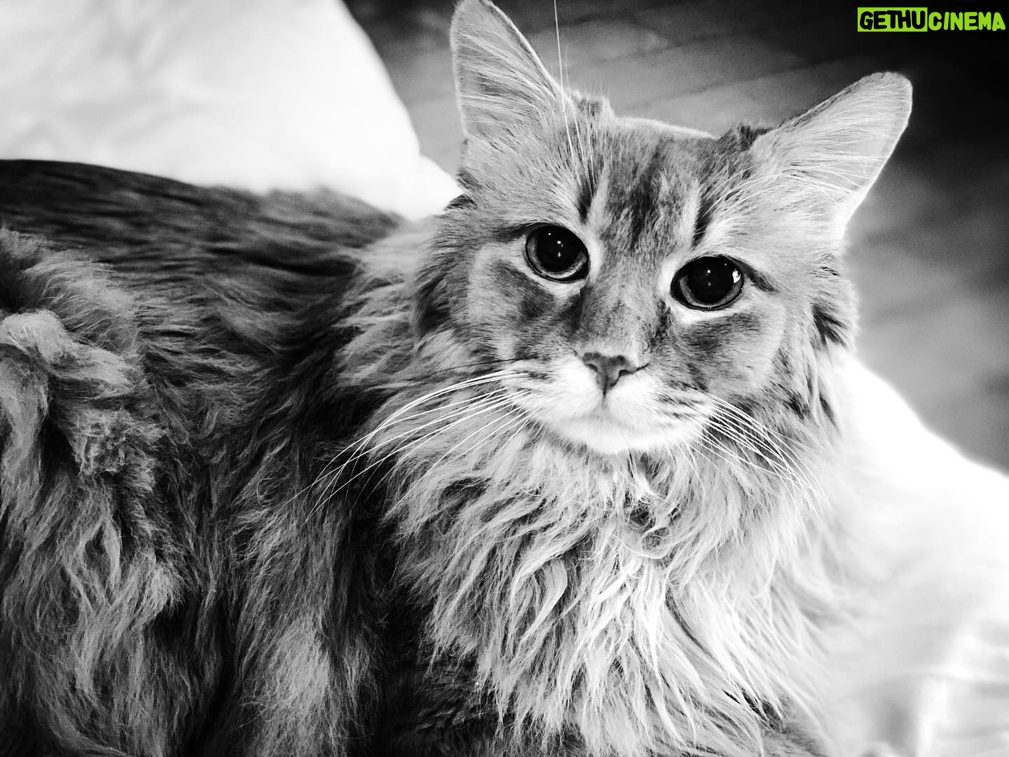 Masatoshi Nagase - 4.5K Likes -
HBD My Son
from M.Nagase
#17
#cat #愛猫 #癒し
