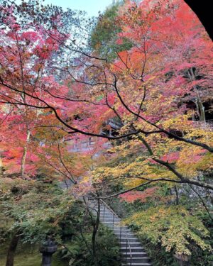 Masi Oka Instagram - Last post bugged out, so here are some more photos from Kyoto.  Wishing everyone a Happy Thanksgiving as well!
#TurkeyDay
#WorkDayInJapan
#金曜日だ
#もうすぐ12月
#東京はクリスマス模様
#次回予告
#イルミネーション