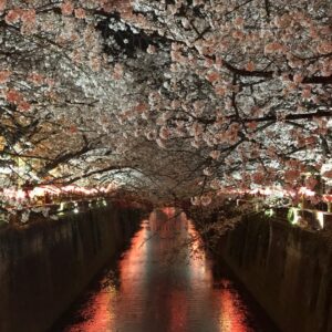 Masi Oka Instagram - #中目黒川
#平成最後の
#夜桜