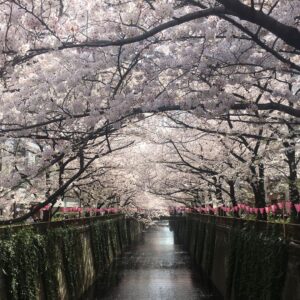 Masi Oka Instagram - Cherry Blossoms at the Meguro river. #sakura #桜 #ヒュルリーラ