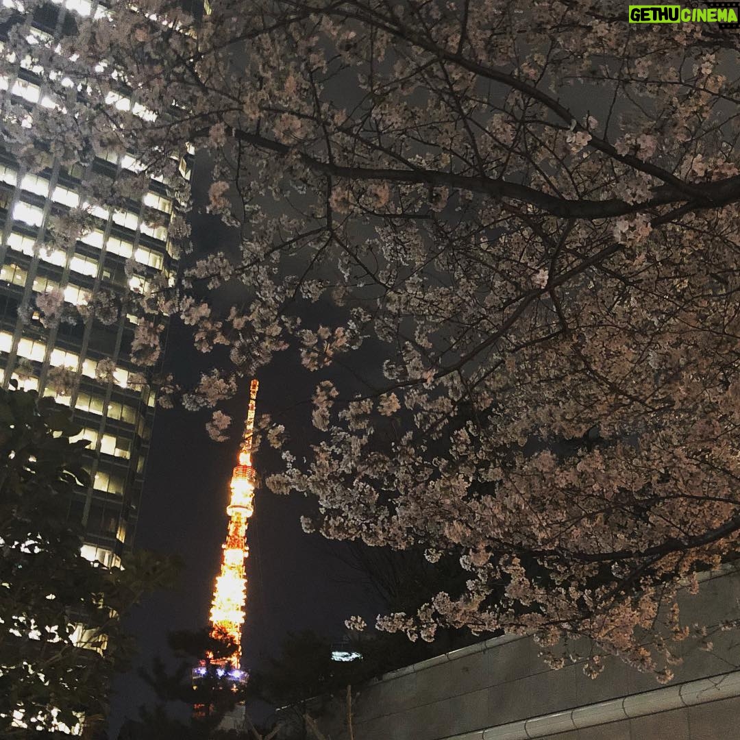 Masi Oka - 4.6K Likes - Back in Japan during my favorite time of year!
#sakura
#cherryblossoms
#桜